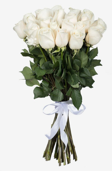 25 bijelih ruža