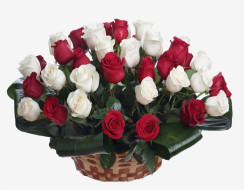Košarica s crvenim i bijelim ružama
