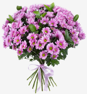 12 Pink Сhrysanthemums Image